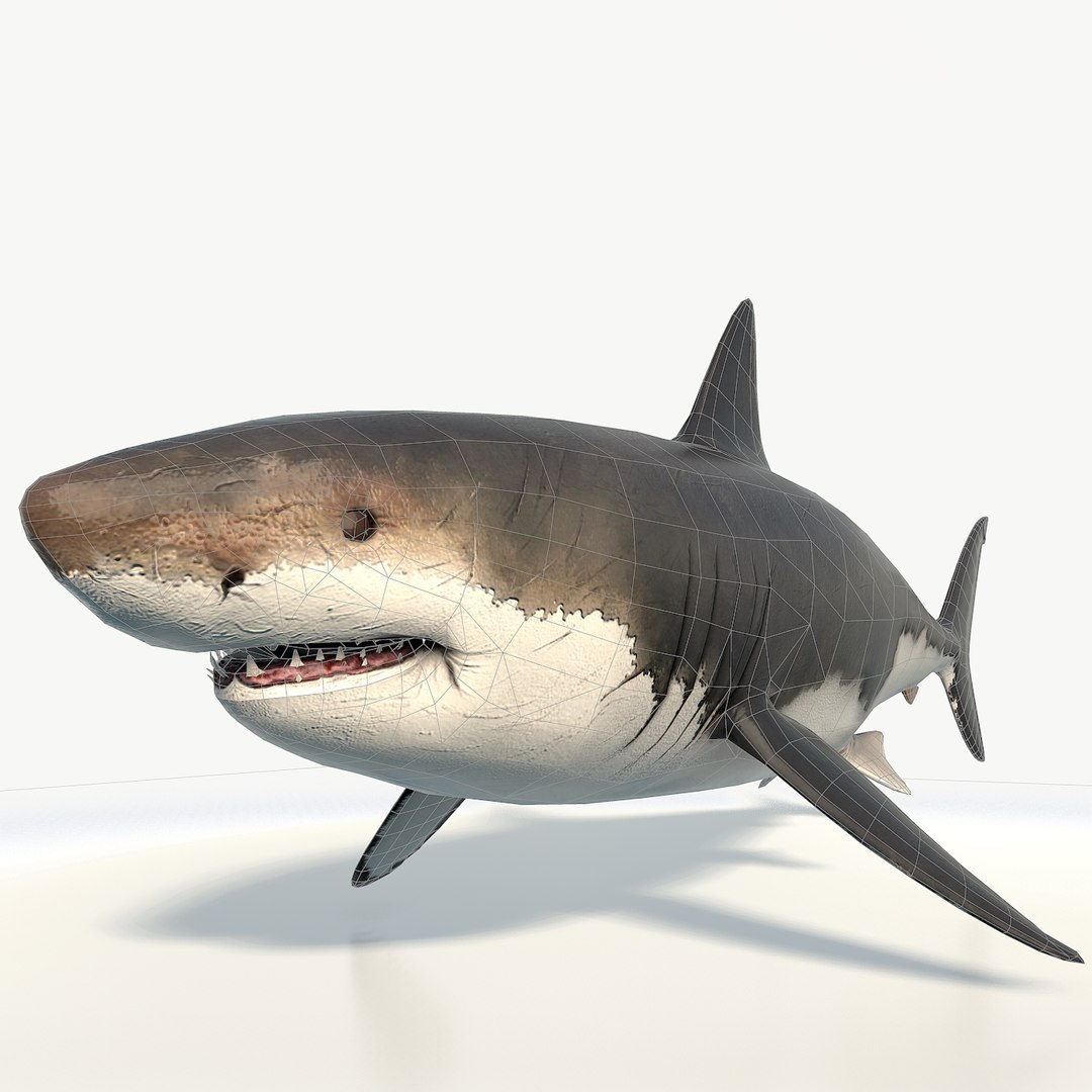 realistic rigged great white 3d model