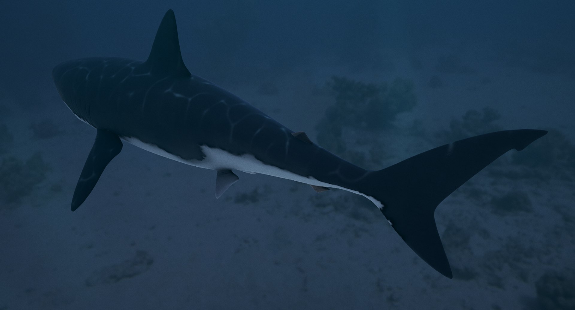 realistic rigged great white 3d model