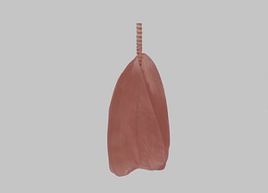 Lungs 3D model