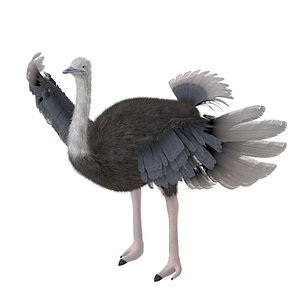 Ostrich Rigged