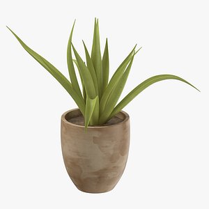 Succulent Plant