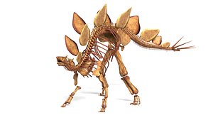 Stegosaurus Rigged Skeleton Detailed Dinosaur Anatomy 3D model