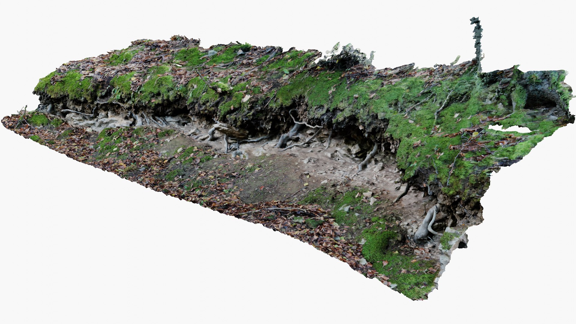 Forest Ground With Treeroots 3D - TurboSquid 1968197