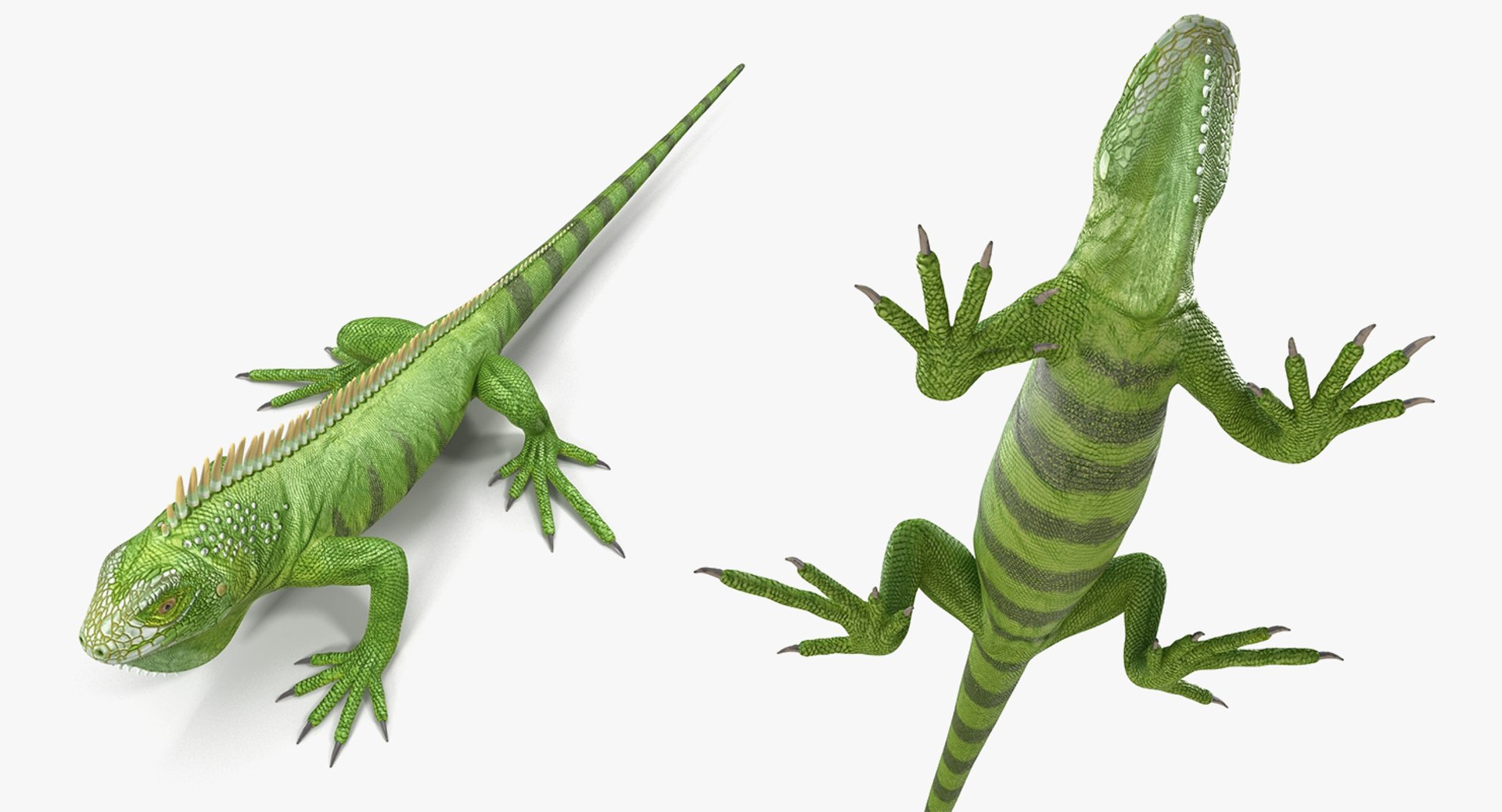 3D lizards 2 model https://p.turbosquid.com/ts-thumb/Zh/ysn9ox/7ClQ1f6H/lizardscollection3dmodels02/jpg/1504700665/1920x1080/fit_q87/470c60125f9e803391a45525c9018158b2290ad2/lizardscollection3dmodels02.jpg