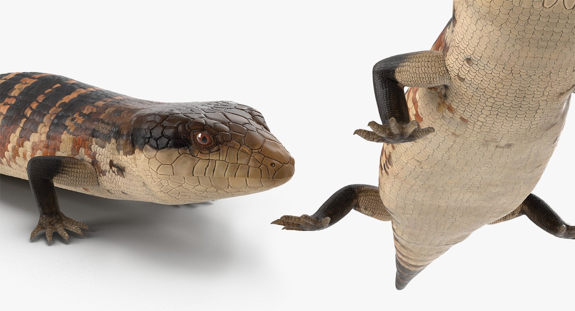 3D lizards 2 model https://p.turbosquid.com/ts-thumb/Zh/ysn9ox/HFvBcBze/lizardscollection3dmodels05/jpg/1504700665/1920x1080/fit_q87/f0d47c3badc85ecce7854898c015107d8c781140/lizardscollection3dmodels05.jpg