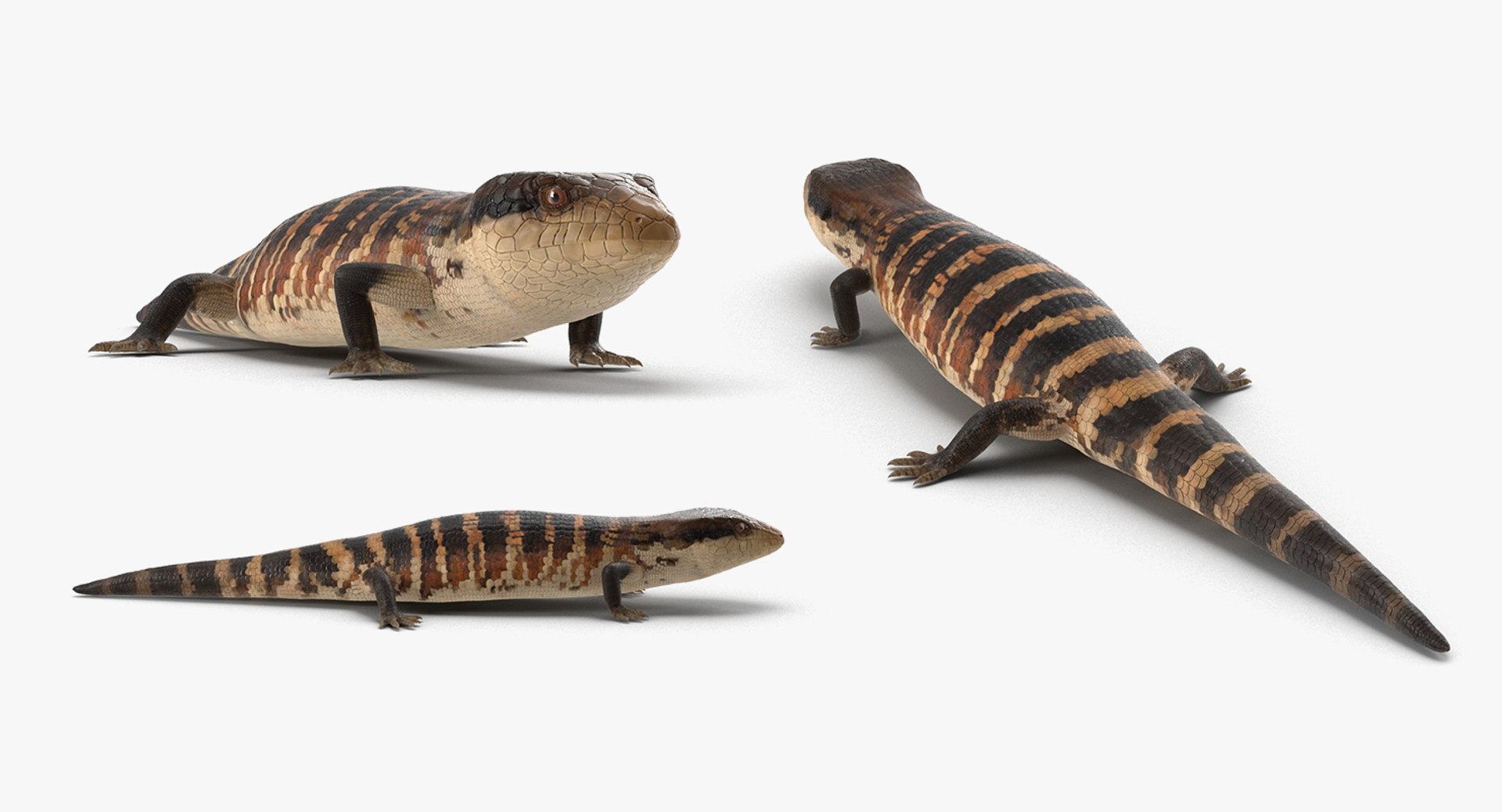 3D lizards 2 model https://p.turbosquid.com/ts-thumb/Zh/ysn9ox/HorvX8Z0/lizardscollection3dmodels04/jpg/1504700665/1920x1080/fit_q87/5eea0effd9f0490ad68752d45003e39660c5f351/lizardscollection3dmodels04.jpg