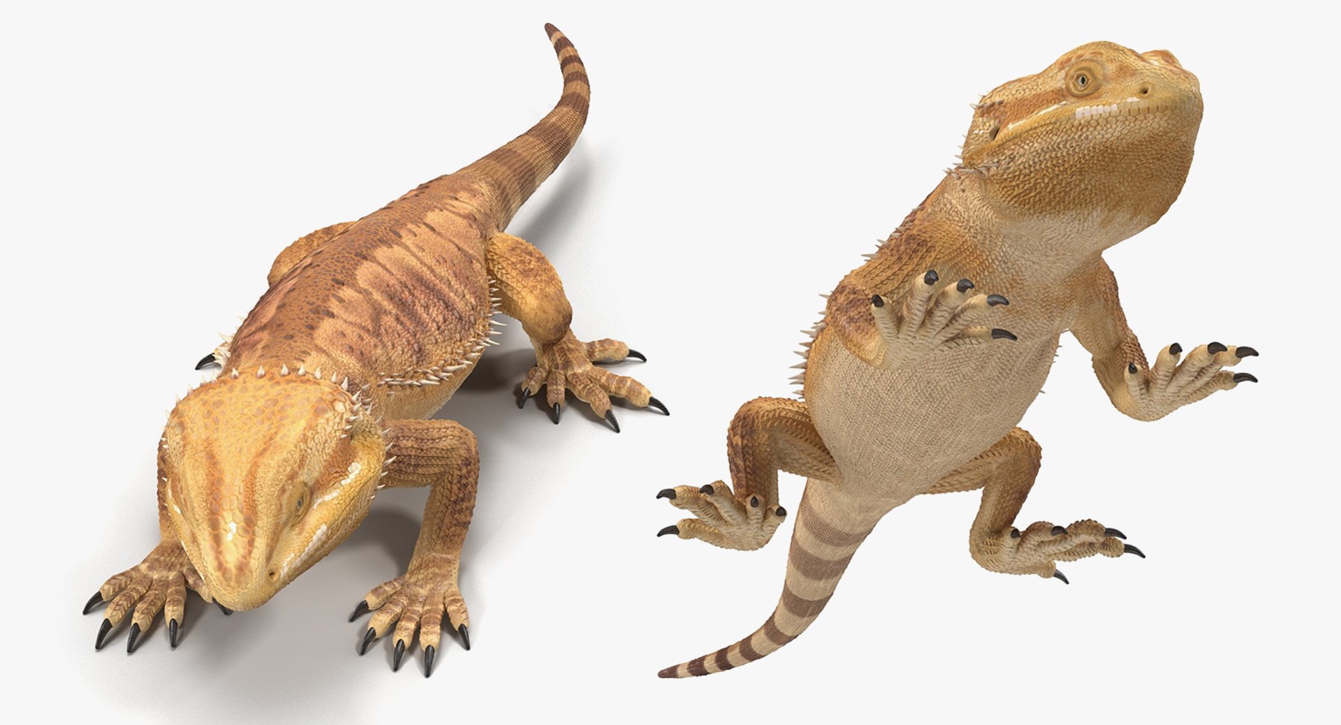 3D Lizards 2 Model - TurboSquid 1199571