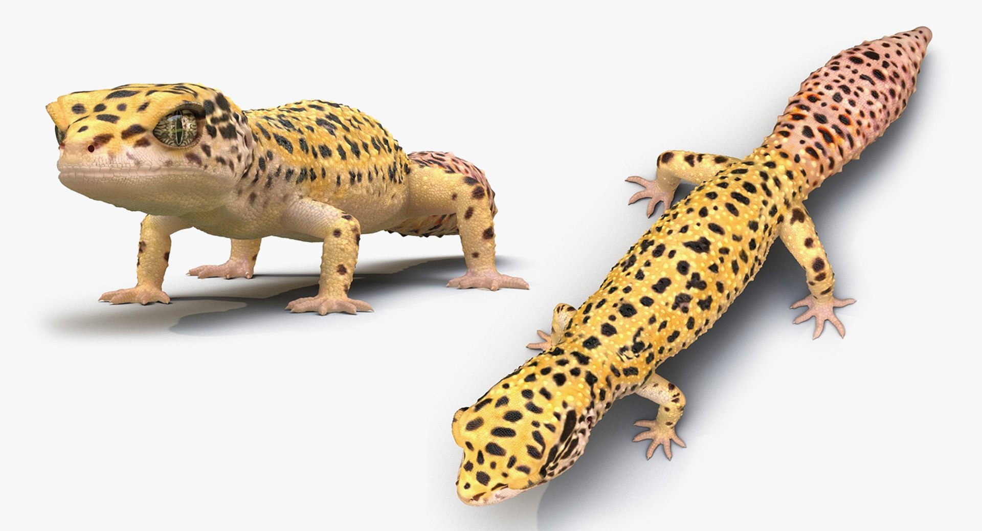 3D lizards 2 model https://p.turbosquid.com/ts-thumb/Zh/ysn9ox/osiDRSnk/lizardscollection3dmodels12/jpg/1504700665/1920x1080/fit_q87/391753a907d6e8b6f76395298308cd40a0aa4f40/lizardscollection3dmodels12.jpg