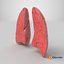 Lungs CrossSection 3D model