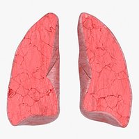 Lungs CrossSection