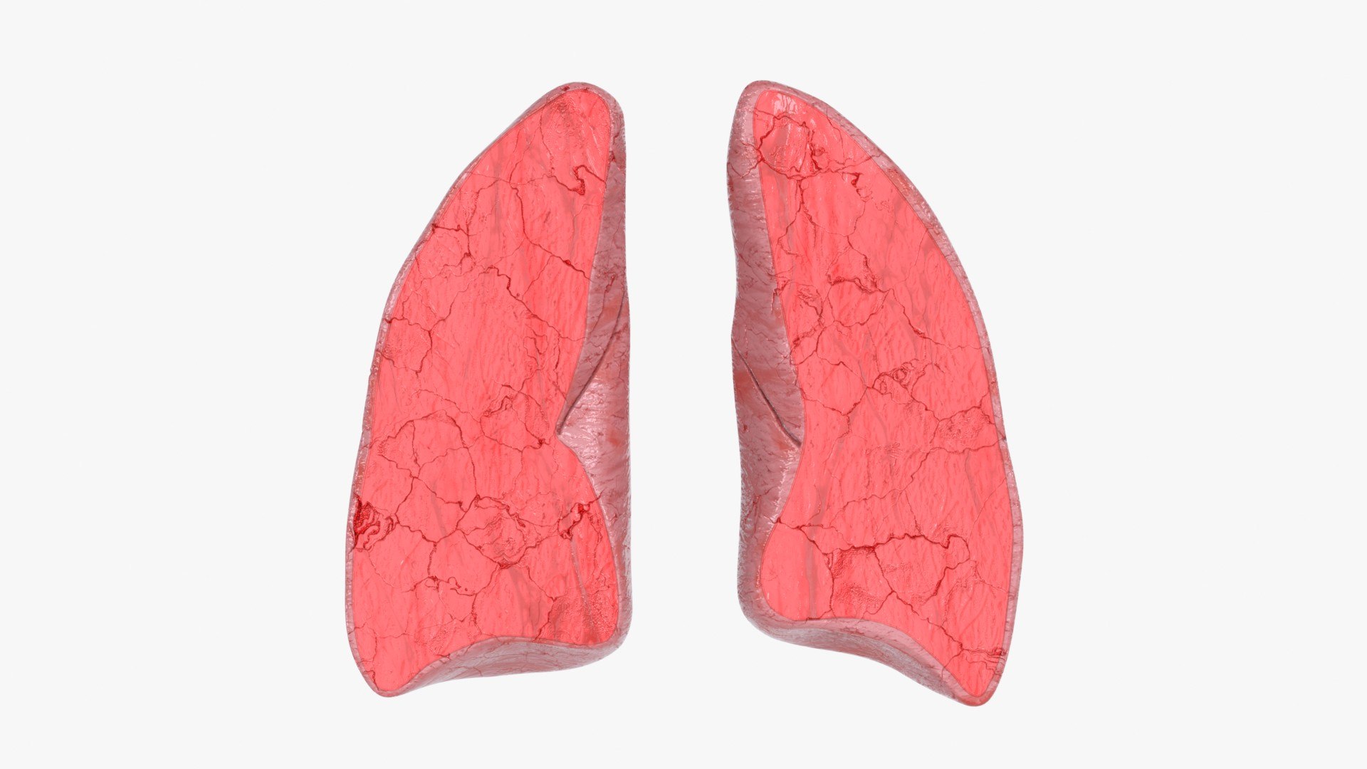 Lungs CrossSection 3D model https://p.turbosquid.com/ts-thumb/Zi/2sT1FY/YW/lungs_crosssection_main_pr_f_0097/jpg/1766931601/1920x1080/fit_q87/fc831eddf355358033541117fb35b36c87e3081b/lungs_crosssection_main_pr_f_0097.jpg