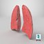 Lungs CrossSection 3D model
