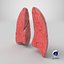 Lungs CrossSection 3D model