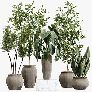 AV Indoor Plants Set 415 Banana and Briful Pachira and Cunjevoi Alocasia and Yucca