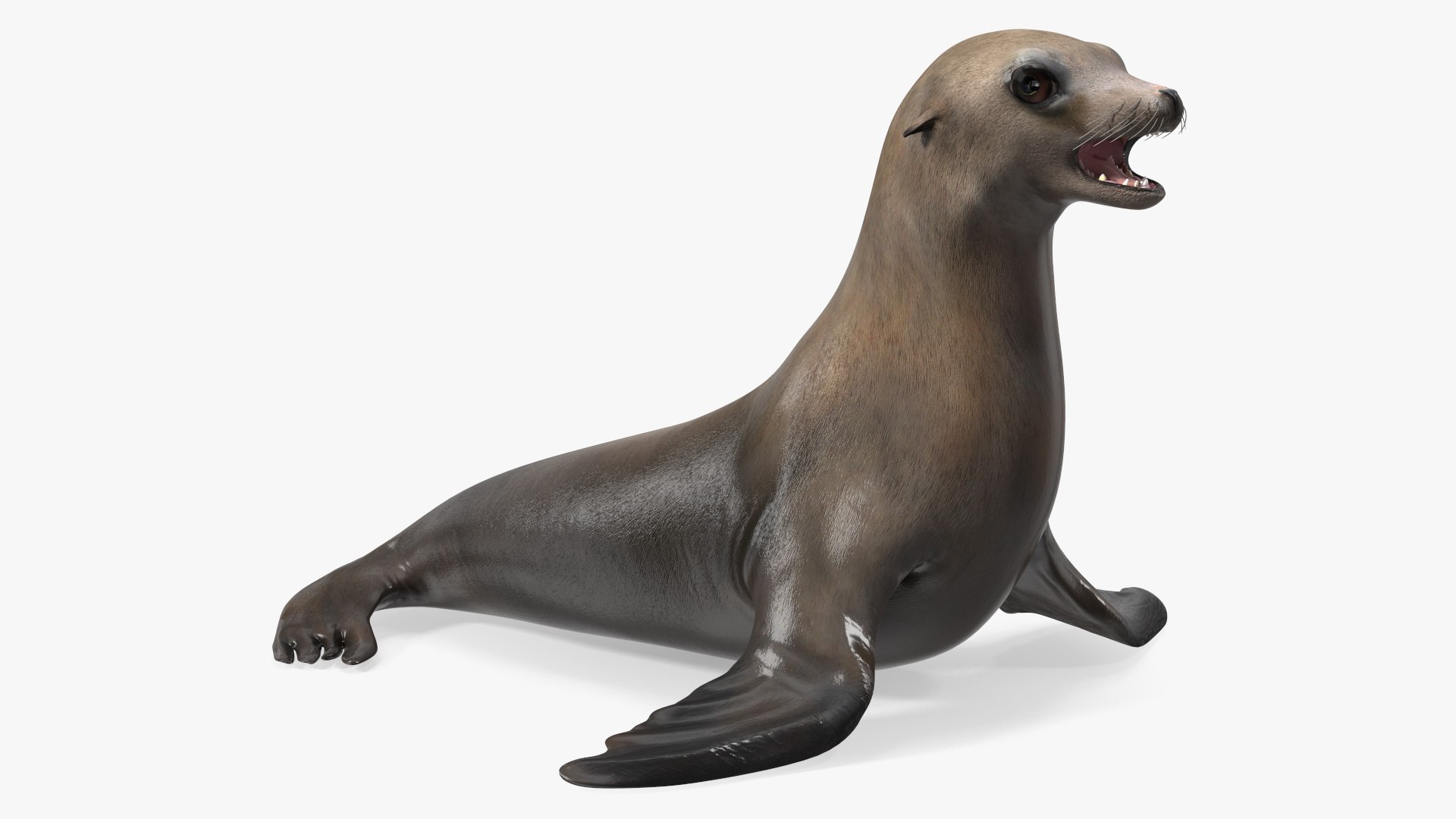 California Sea Lion 3D model preview