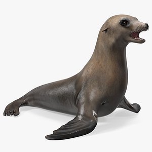 California Sea Lion
