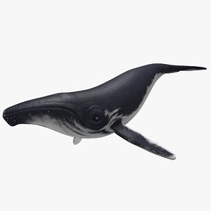 3D model Humpback Whale