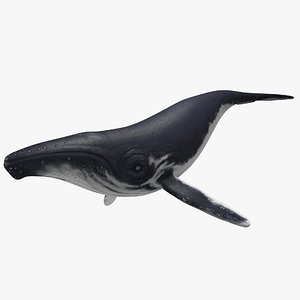 Humpback Whale