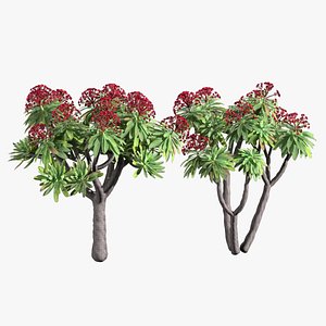 3D euphorbia atropurpurea