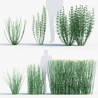 Equisetum hyemale Scouring rush