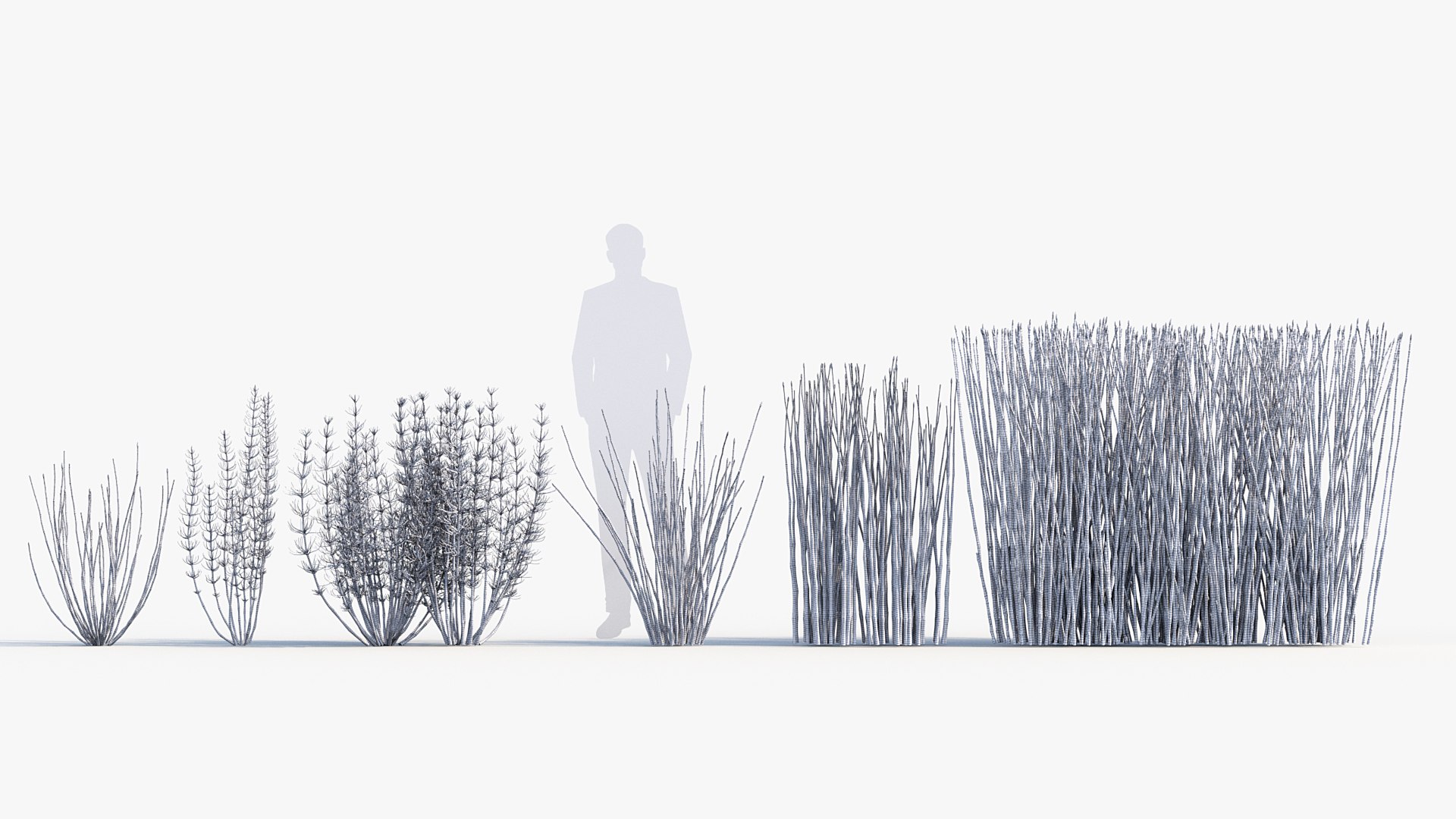 3D Model Equisetum Hyemale Scouring Rush - TurboSquid 2060059