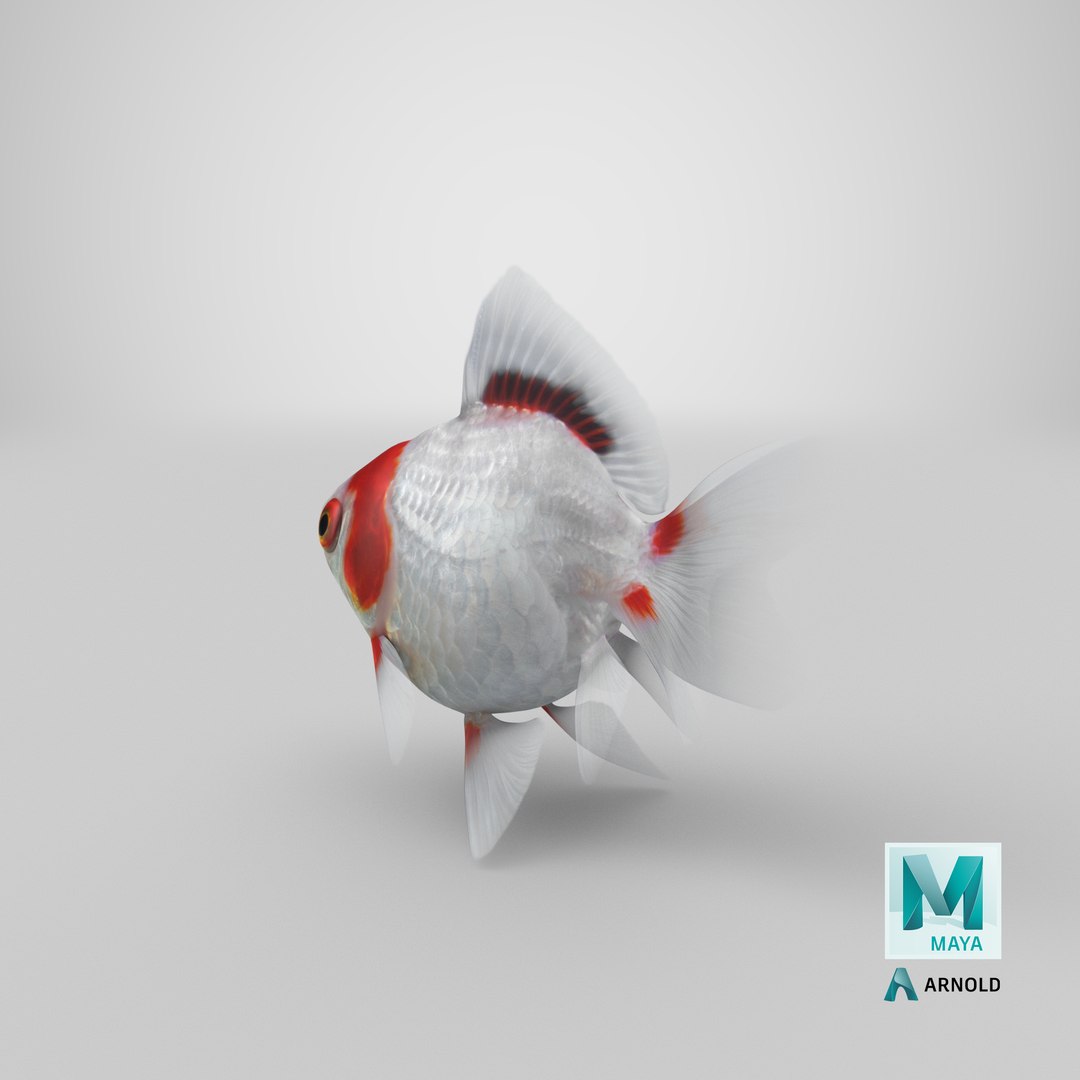 fantail goldfish 3D https://p.turbosquid.com/ts-thumb/Zi/U2QQ0e/0BFu3bom/stemcell_maya_arnold_render/png/1579571383/1920x1080/fit_q87/846b23cfdcd917e168aa54eb8dcf0c9efee31a0f/stemcell_maya_arnold_render.jpg