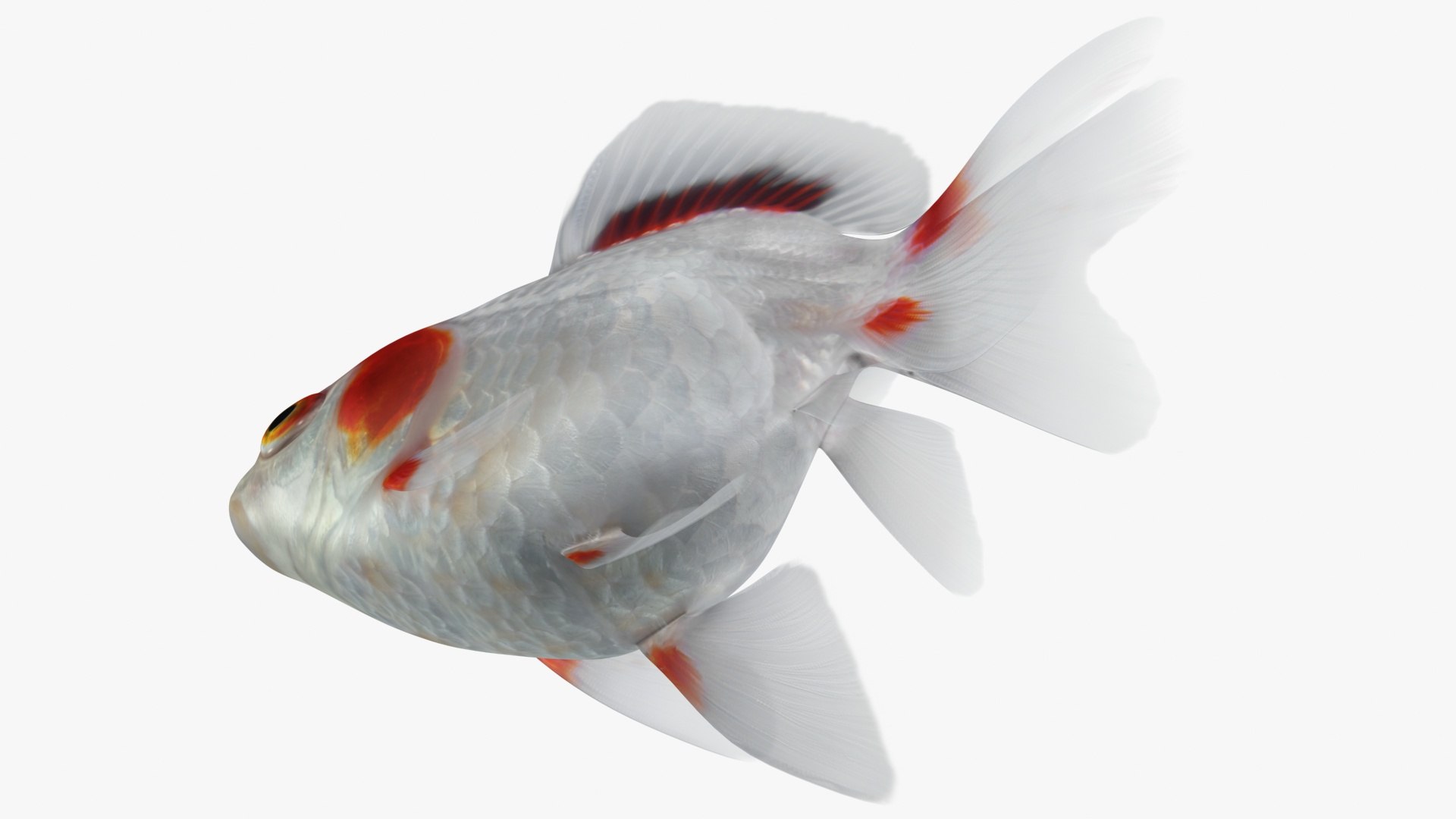 fantail goldfish 3D https://p.turbosquid.com/ts-thumb/Zi/U2QQ0e/1HB3b4Kk/lemon_rr_14/jpg/1580778100/1920x1080/fit_q87/114563d6c8f3f59a88872821201d0dc648244d63/lemon_rr_14.jpg