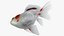 Fantail Goldfish