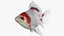 Fantail Goldfish