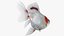 Fantail Goldfish