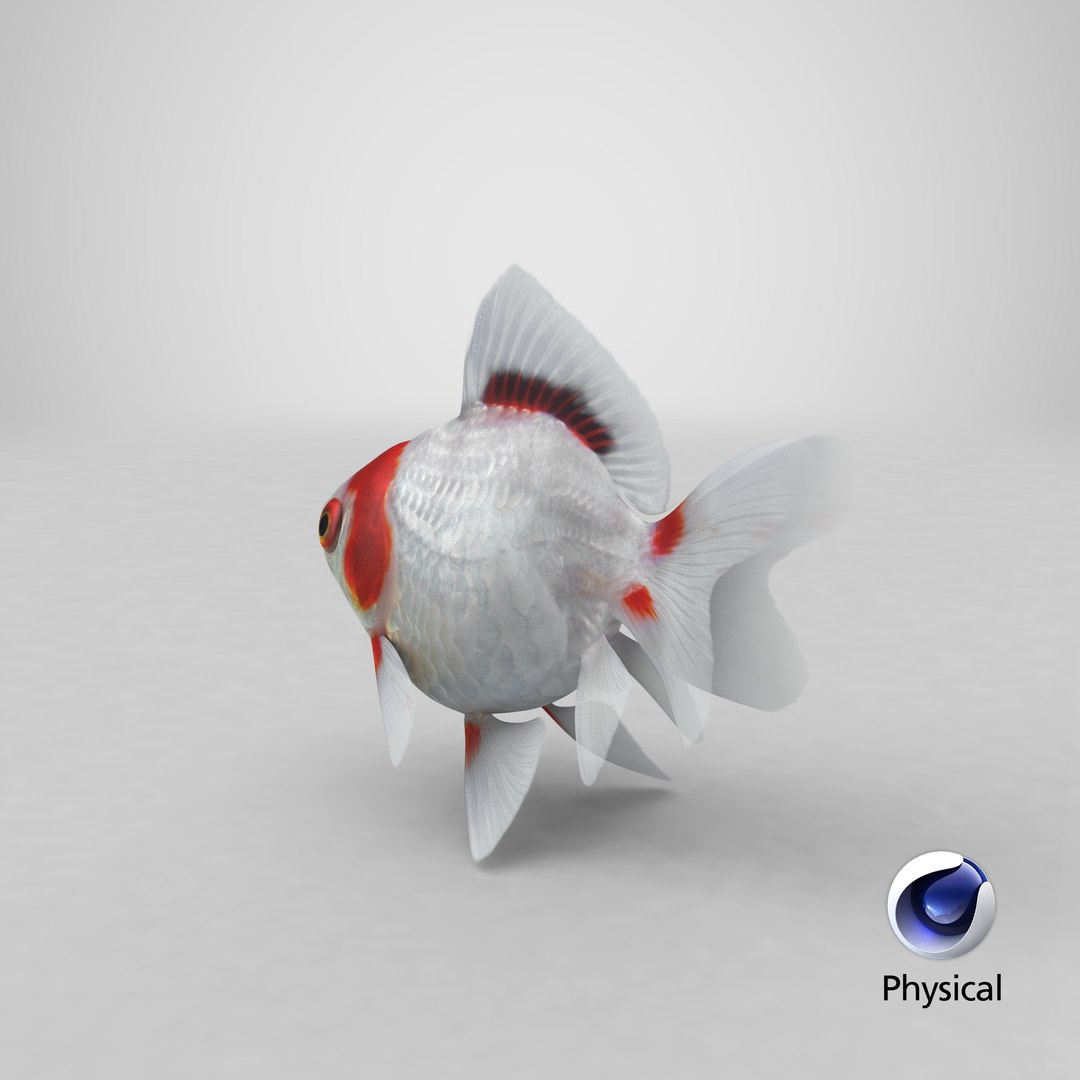 fantail goldfish 3D https://p.turbosquid.com/ts-thumb/Zi/U2QQ0e/3ajPgN7H/stemcell_cinema_4d_physical_render/png/1579571368/1920x1080/fit_q87/6b3105e34d8a7d677e19b99212ee069fdf87a66e/stemcell_cinema_4d_physical_render.jpg
