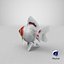 Fantail Goldfish
