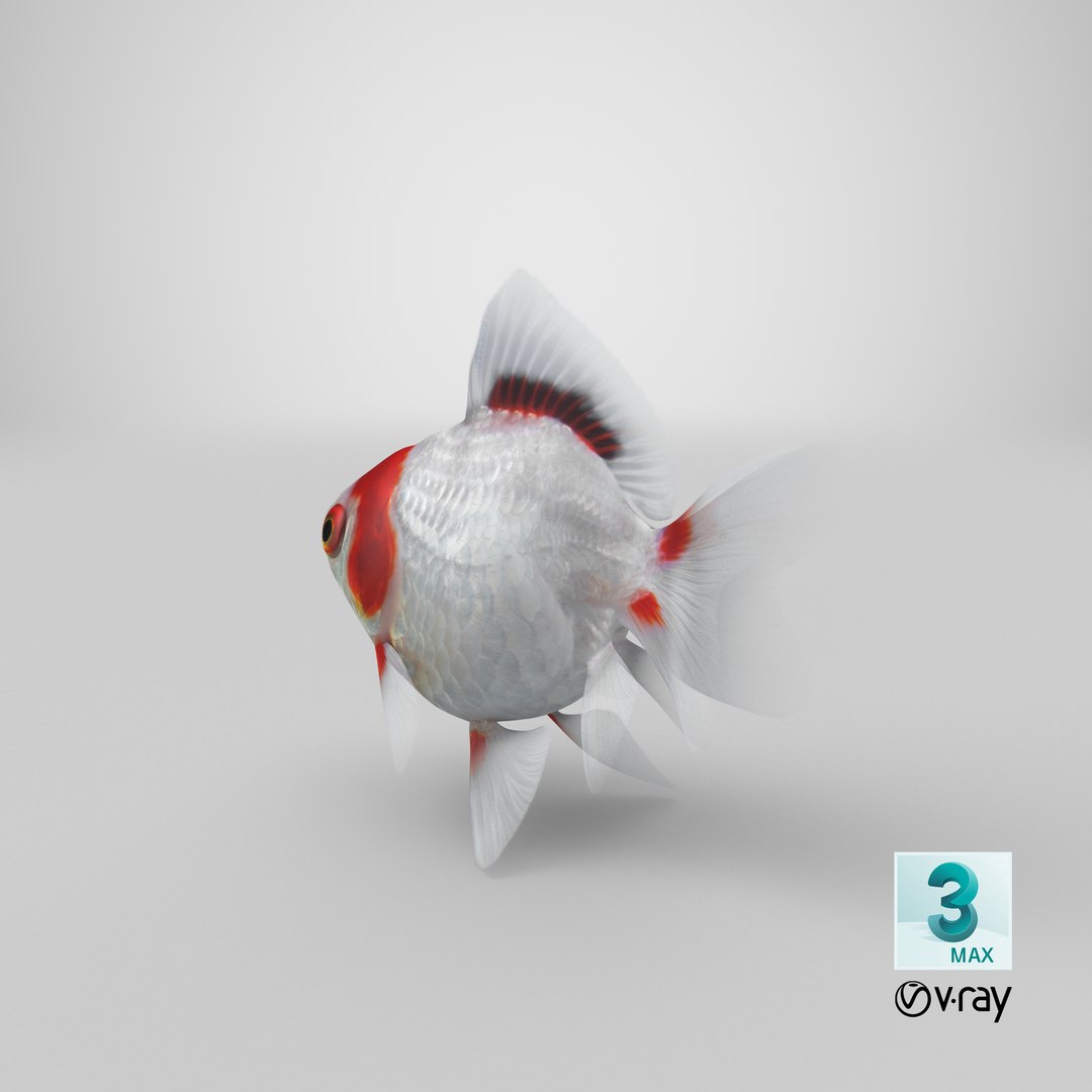 fantail goldfish 3D https://p.turbosquid.com/ts-thumb/Zi/U2QQ0e/7Jnsft1i/stemcell_max_vray_render/png/1579571380/1920x1080/fit_q87/869ae72e8f1f602fed7bb52e2ee914ff8ee591da/stemcell_max_vray_render.jpg