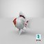 Fantail Goldfish
