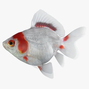 fantail goldfish 3D