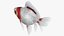 Fantail Goldfish