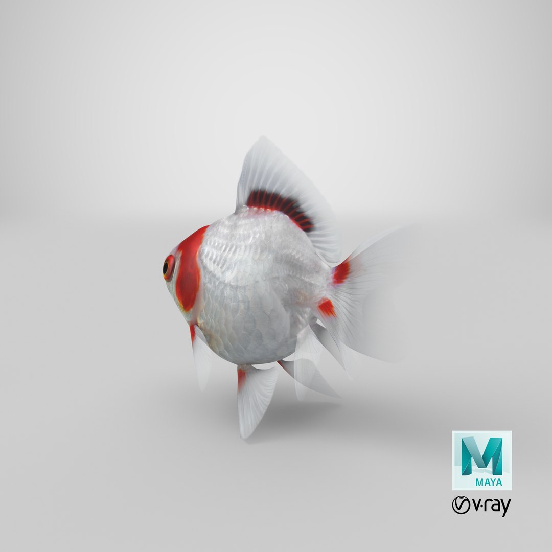 fantail goldfish 3D https://p.turbosquid.com/ts-thumb/Zi/U2QQ0e/8euj5zkK/stemcell_maya_vray_render/png/1579571389/1920x1080/fit_q87/681181fb4c03513521f07bedf3c8fa02de04d155/stemcell_maya_vray_render.jpg
