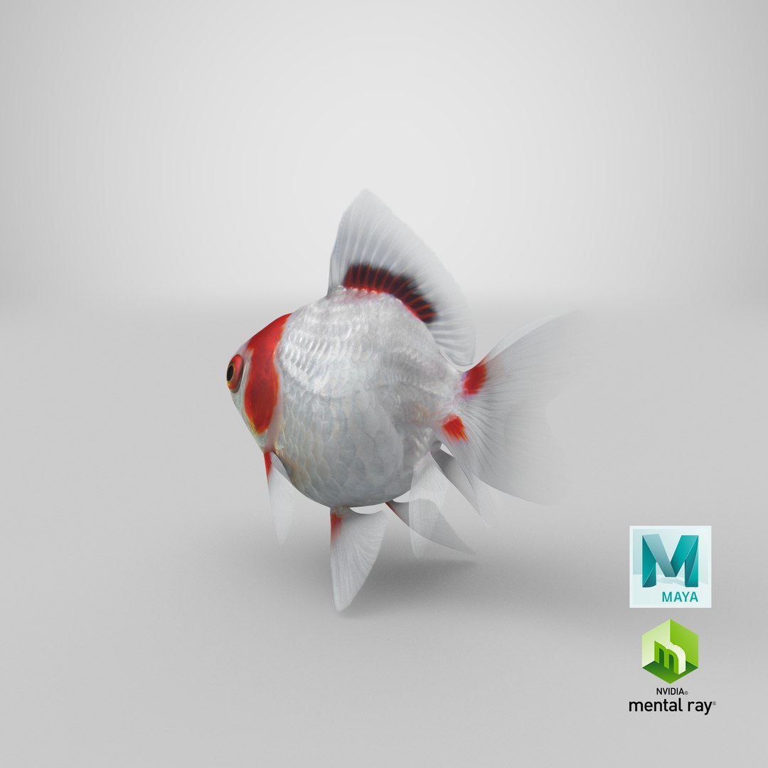 fantail goldfish 3D https://p.turbosquid.com/ts-thumb/Zi/U2QQ0e/C9BDwWkf/stemcell_maya_mental_ray_render/png/1579571386/1920x1080/fit_q87/023d1ad5f8a10b03810480dcb82631b8ef90ed2a/stemcell_maya_mental_ray_render.jpg