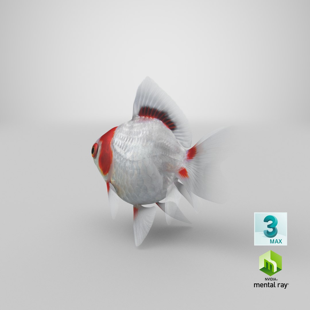 fantail goldfish 3D https://p.turbosquid.com/ts-thumb/Zi/U2QQ0e/IBJ1jf2L/stemcell_max_mental_ray_render/png/1579571377/1920x1080/fit_q87/c4e2706fa585666e0be4e9f2cd72dacb6862db79/stemcell_max_mental_ray_render.jpg