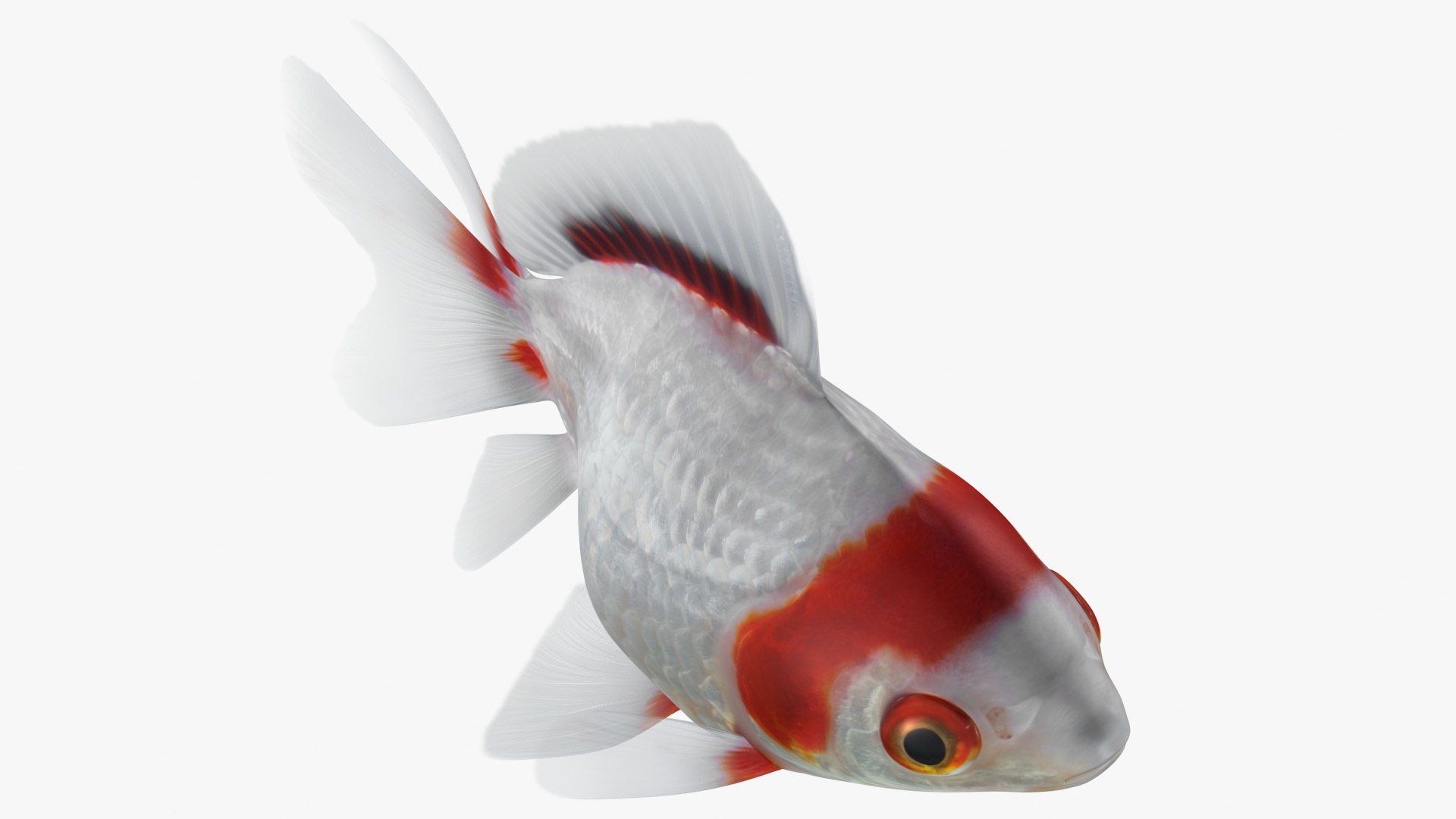 fantail goldfish 3D https://p.turbosquid.com/ts-thumb/Zi/U2QQ0e/KpPUZTHD/lemon_rr_03/jpg/1580778100/1920x1080/fit_q87/fcf07fffae12d74147896c4b20d043c8df85dfe0/lemon_rr_03.jpg