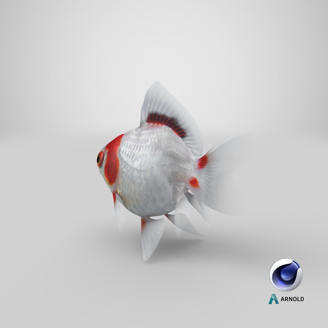 fantail goldfish 3D https://p.turbosquid.com/ts-thumb/Zi/U2QQ0e/SUPe5vVy/stemcell_cinema_4d_arnold_render/png/1579571371/1920x1080/fit_q87/95c6bcfdbf5f3c3cfd04e80381d8d65a5fa60a77/stemcell_cinema_4d_arnold_render.jpg