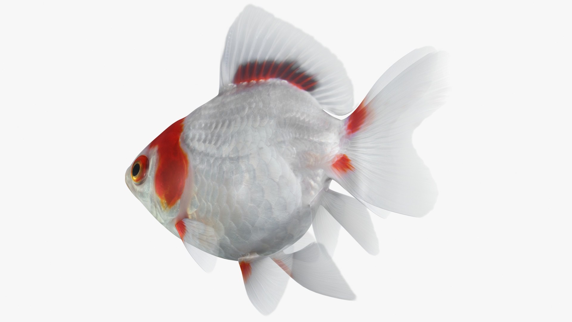 fantail goldfish 3D https://p.turbosquid.com/ts-thumb/Zi/U2QQ0e/VAxqVqJw/lemon_rr_04/jpg/1580778100/1920x1080/fit_q87/67d90fcd54d0ad7a488e94f61fb62b76e46cf44f/lemon_rr_04.jpg