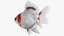Fantail Goldfish