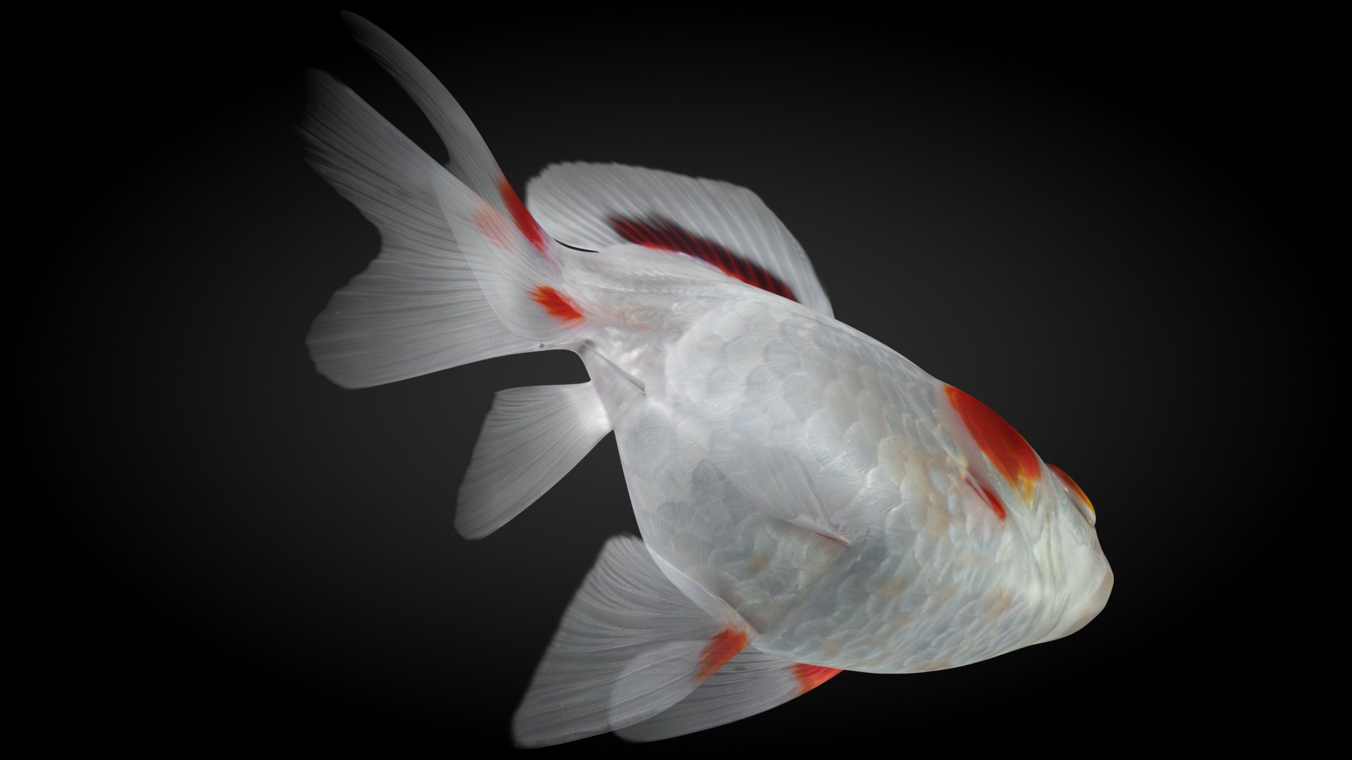 fantail goldfish 3D https://p.turbosquid.com/ts-thumb/Zi/U2QQ0e/a6D7VIvC/lemon_rr_12/jpg/1580778100/1920x1080/fit_q87/8211763101363b7cd1c14b98f4fb449843e387e8/lemon_rr_12.jpg