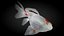 Fantail Goldfish