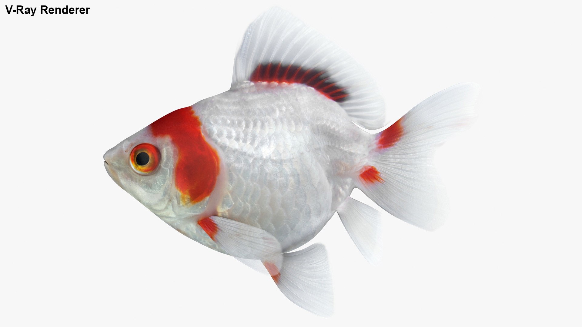 fantail goldfish 3D https://p.turbosquid.com/ts-thumb/Zi/U2QQ0e/bjGjD29M/lemon_rr_33/jpg/1580778100/1920x1080/fit_q87/bbce61bfb45a47463ee2d2205ac7fc91781f05b4/lemon_rr_33.jpg