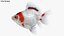 Fantail Goldfish