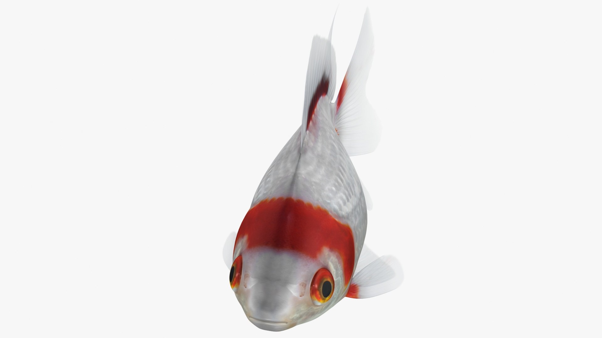 fantail goldfish 3D https://p.turbosquid.com/ts-thumb/Zi/U2QQ0e/eHq1JqU6/lemon_rr_06/jpg/1580778100/1920x1080/fit_q87/4373b4b67cdcbd68e2c5c4f93653a1d92b2aca1b/lemon_rr_06.jpg