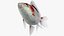 Fantail Goldfish