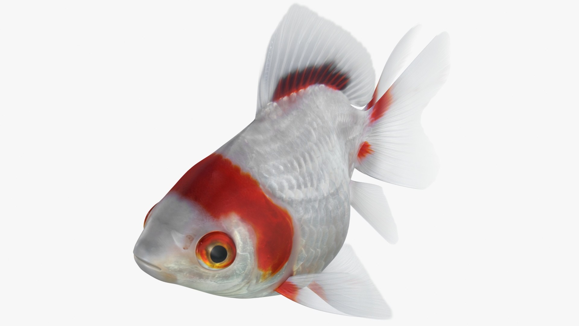 fantail goldfish 3D https://p.turbosquid.com/ts-thumb/Zi/U2QQ0e/h0MvmpdA/lemon_rr_16/jpg/1580778100/1920x1080/fit_q87/b328b51b165772796f79b2c06090eeca9eb56fe3/lemon_rr_16.jpg